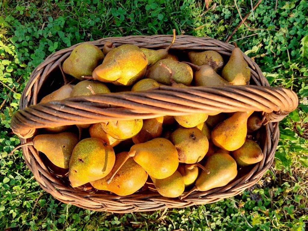 zelfvoorzienend, autonoom,vrij