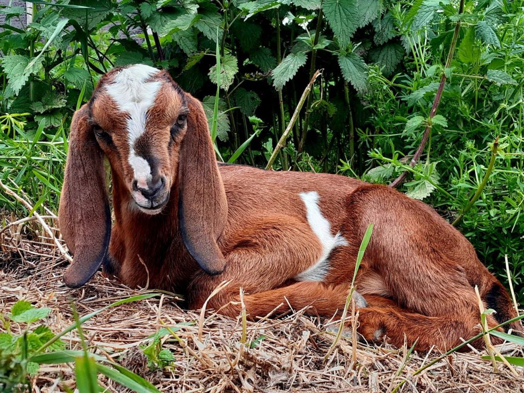 zelfvoorzienend, autonoom,vrij